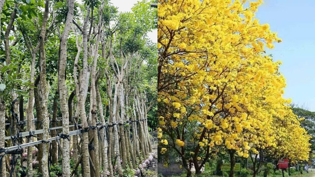 Cây Chuông Vàng