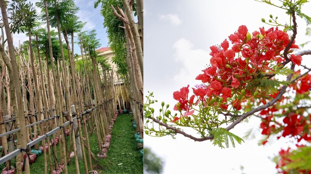 Cây Phượng Vĩ