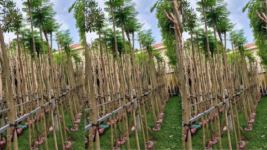 Cây Phượng Vĩ 2