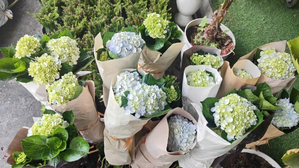 Hoa Cẩm Tú Cầu 3