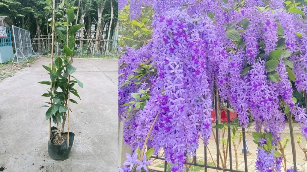 Cây Mai Xanh Thái
