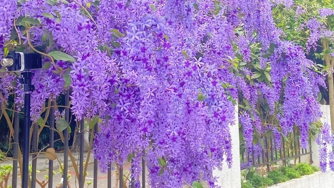 Cây Mai Xanh Thái 3