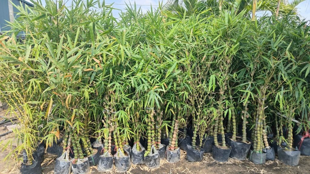 Cây Trúc Quan Âm 3