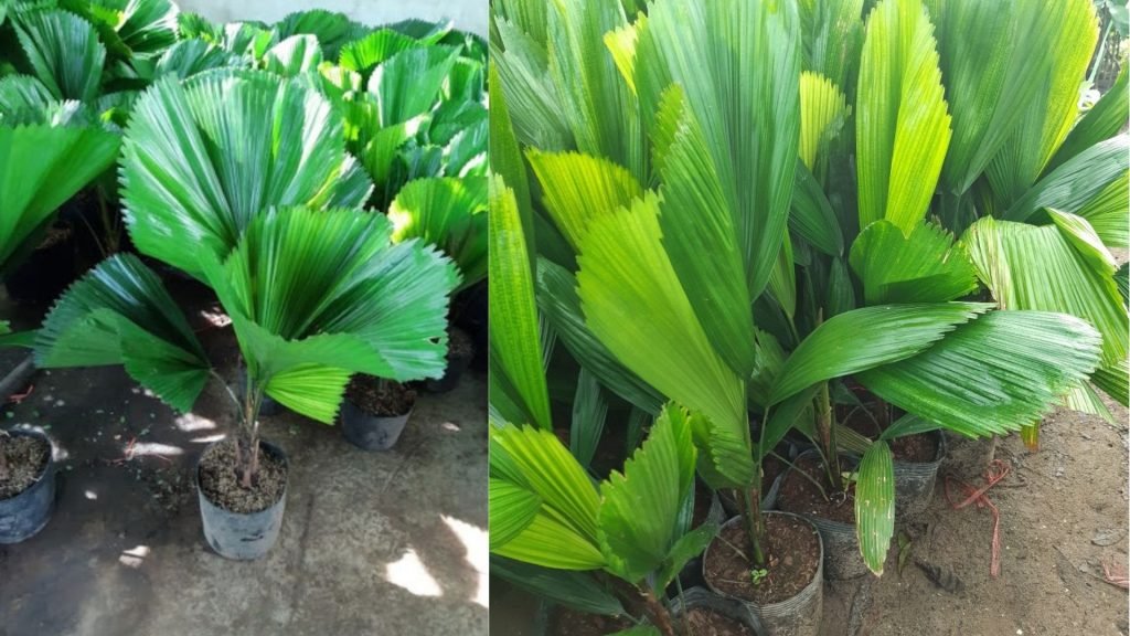 Cây Cọ Nhật 3