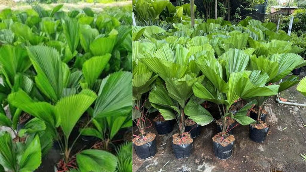 Cây Cọ Nhật 2
