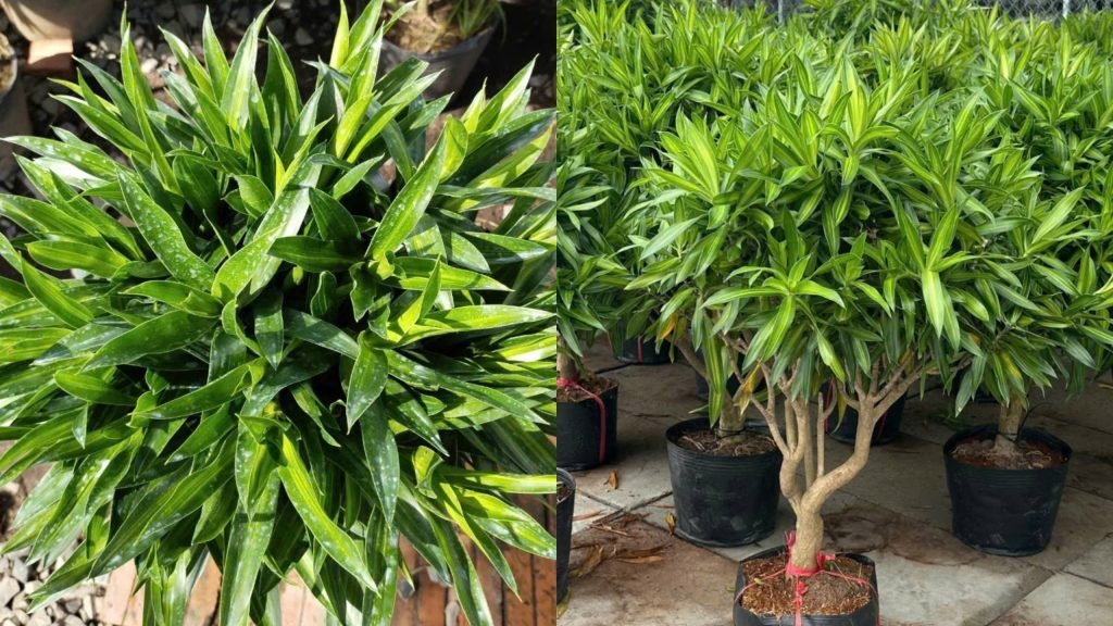 Cây Trúc Bách Hợp 3