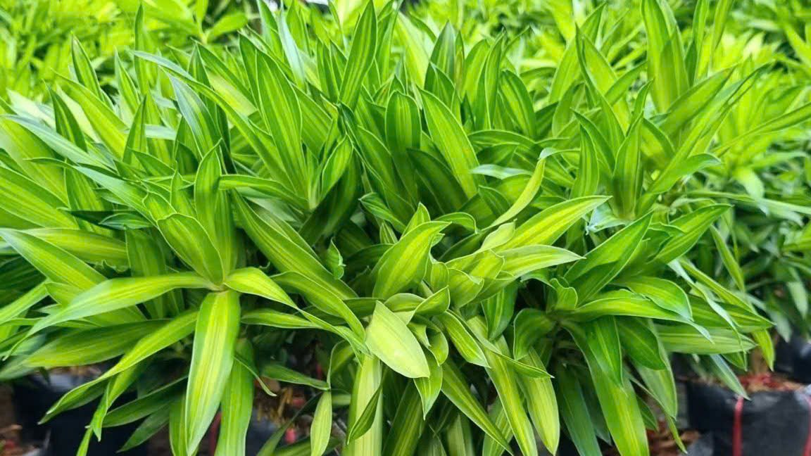 Cây Trúc Bách Hợp 2