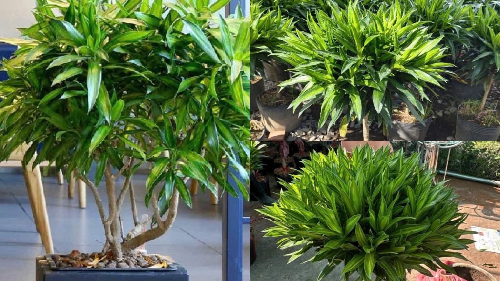 Cây Trúc Bách Hợp