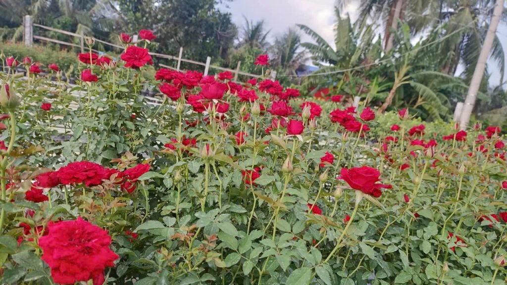 Hoa Hồng Siêu Bông Đỏ 2