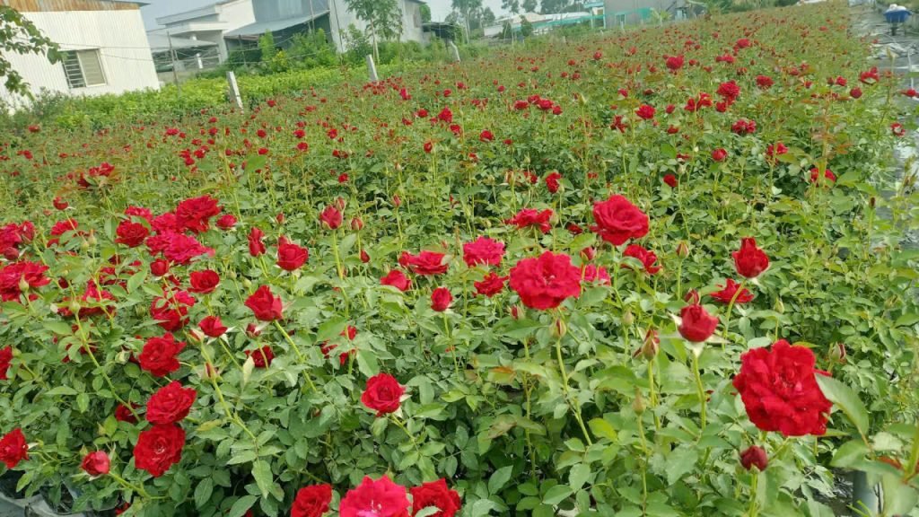 Hoa Hồng Siêu Bông Đỏ