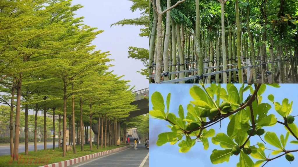 Cây Bàng Đài Loan