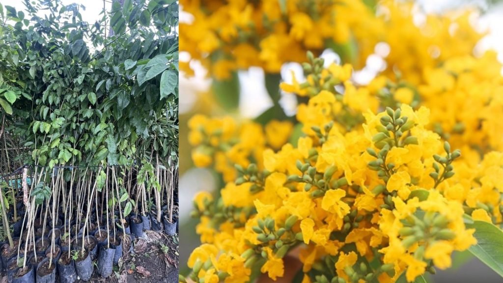 Cây Giáng Hương
