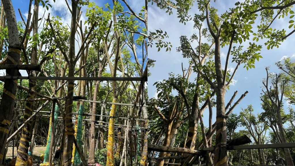 Cây Hoa Kèn Hồng 2