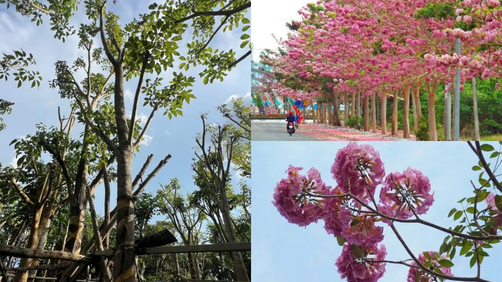 Cây Hoa Kèn Hồng 3