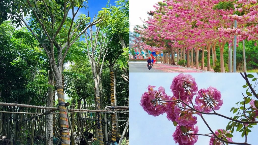 Cây Hoa Kèn Hồng