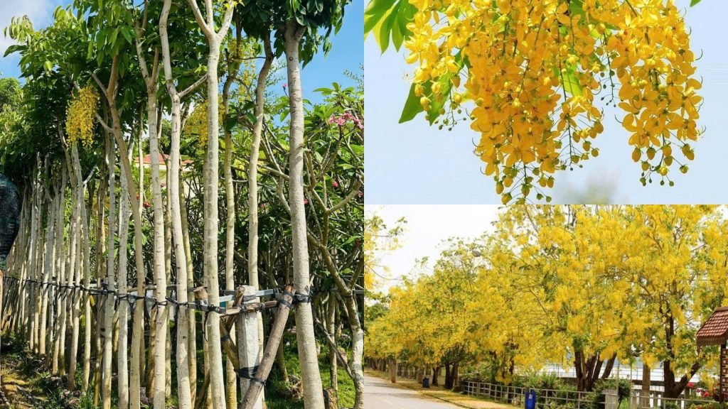 Cây Hoa Hoàng Hậu (Osaka Vàng)