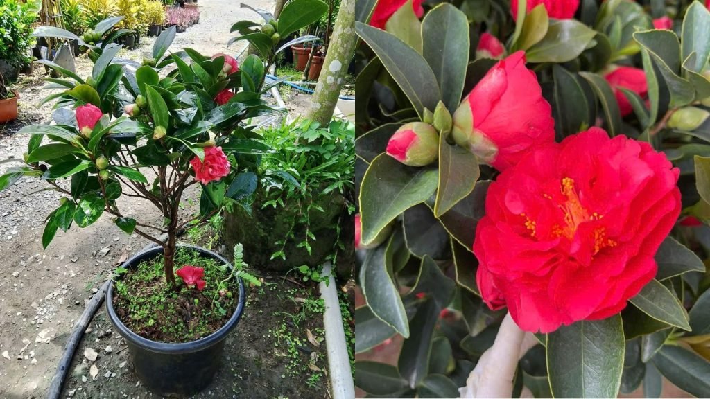 Hoa Trà My Tứ Quý 2