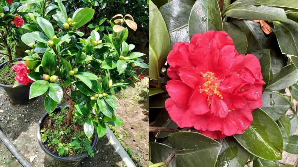 Hoa Trà My Tứ Quý 3