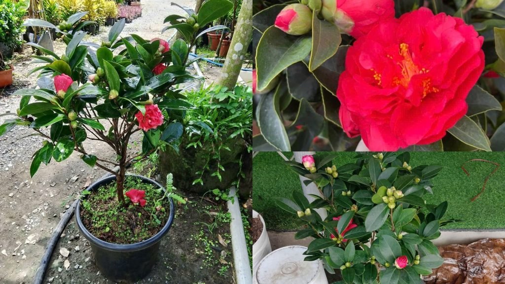 Hoa Trà My Tứ Quý
