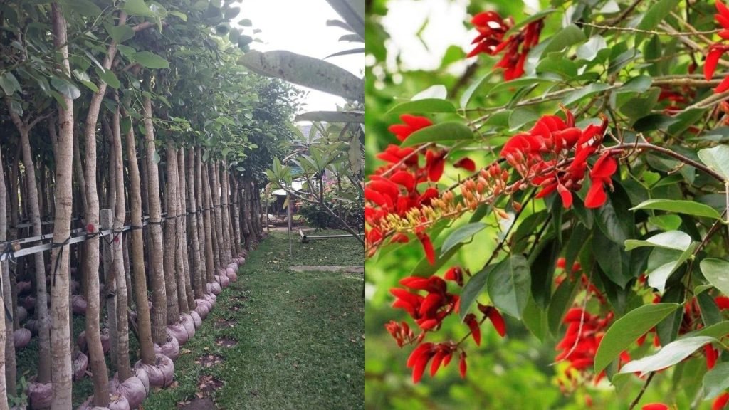 Cây Osaka Đỏ (Hoàng Hậu Đỏ)