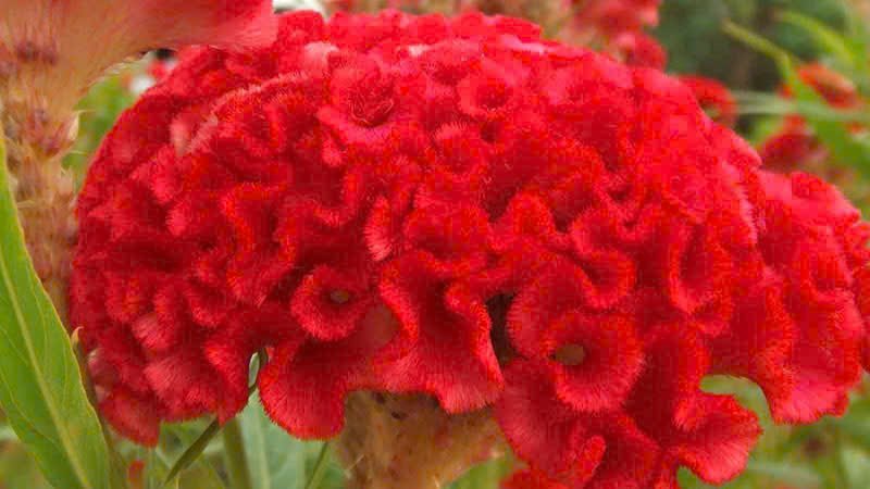 Hoa Mào Gà Búa Đỏ 2