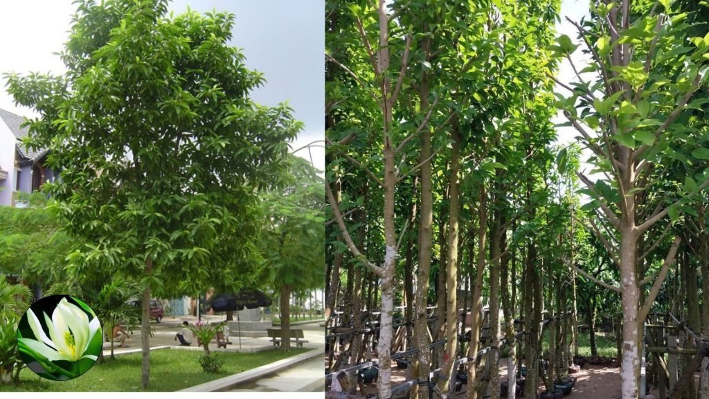 Cây Hoa Ngọc Lan