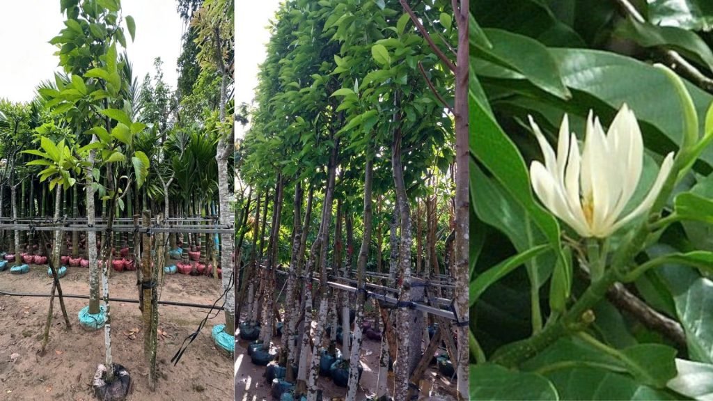Cây Hoa Ngọc Lan 3