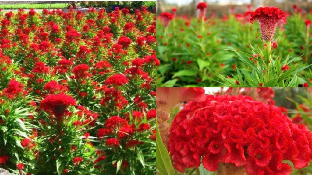 Hoa Mào Gà Búa Chín Tầng