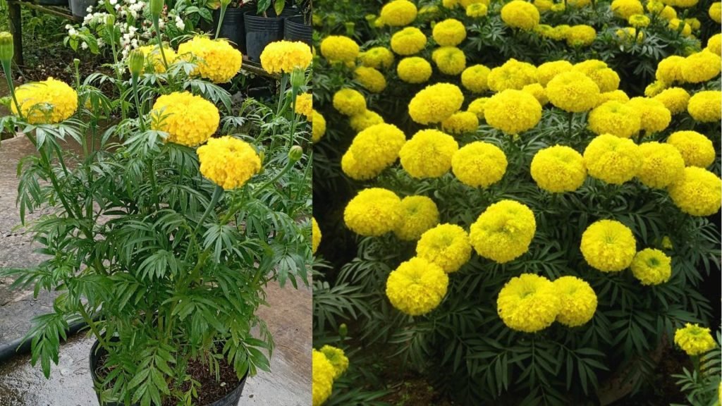 Hoa Vạn Thọ Pháp Vàng