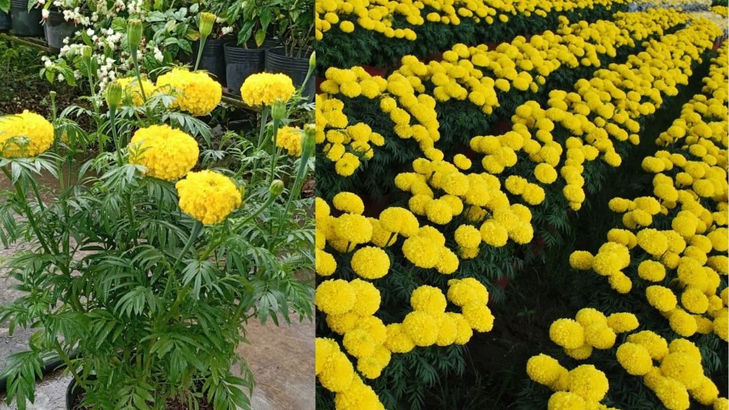 Hoa Vạn Thọ Pháp Vàng 2