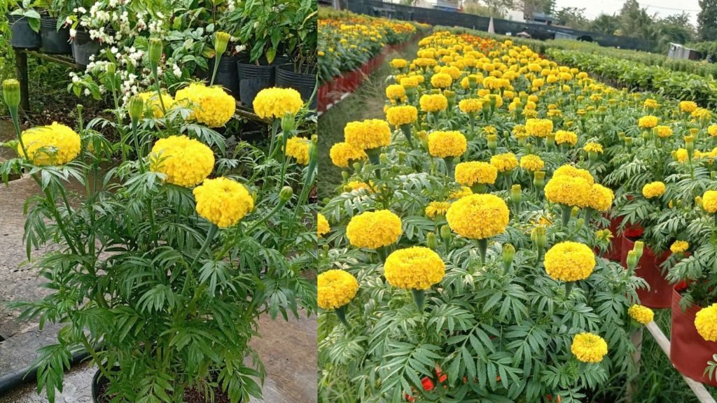 Hoa Vạn Thọ Pháp Vàng 3