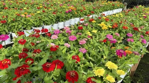 Hoa Cúc Zinnia