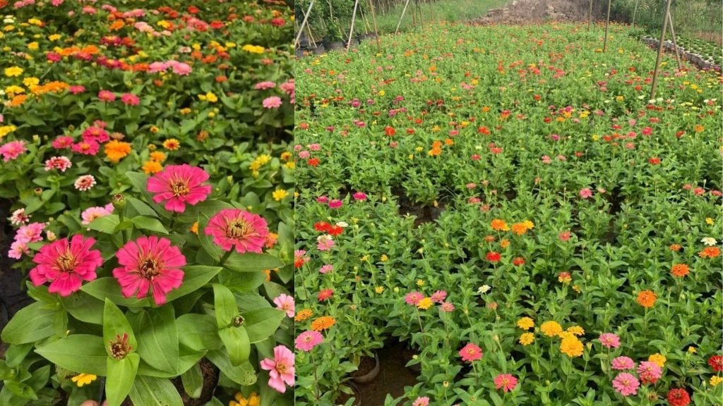 Hoa Cúc Zinnia 3