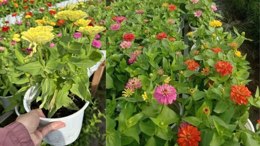 Hoa Cúc Zinnia 2