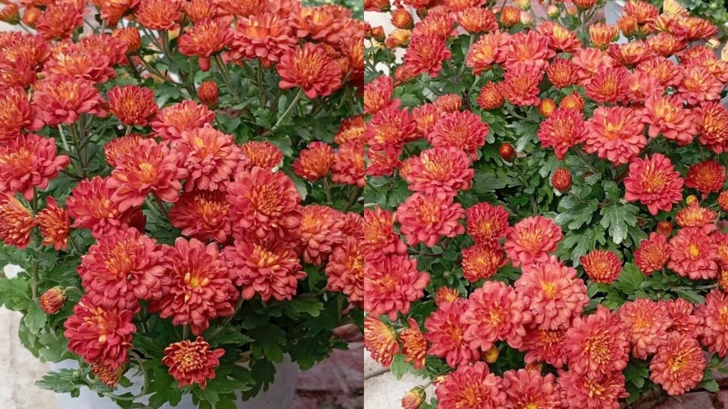 Hoa Cúc Mâm Xôi Hàn Quốc 3