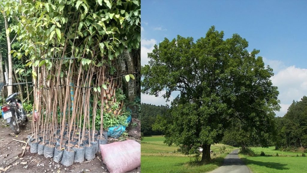 Cây Sao Đen 2