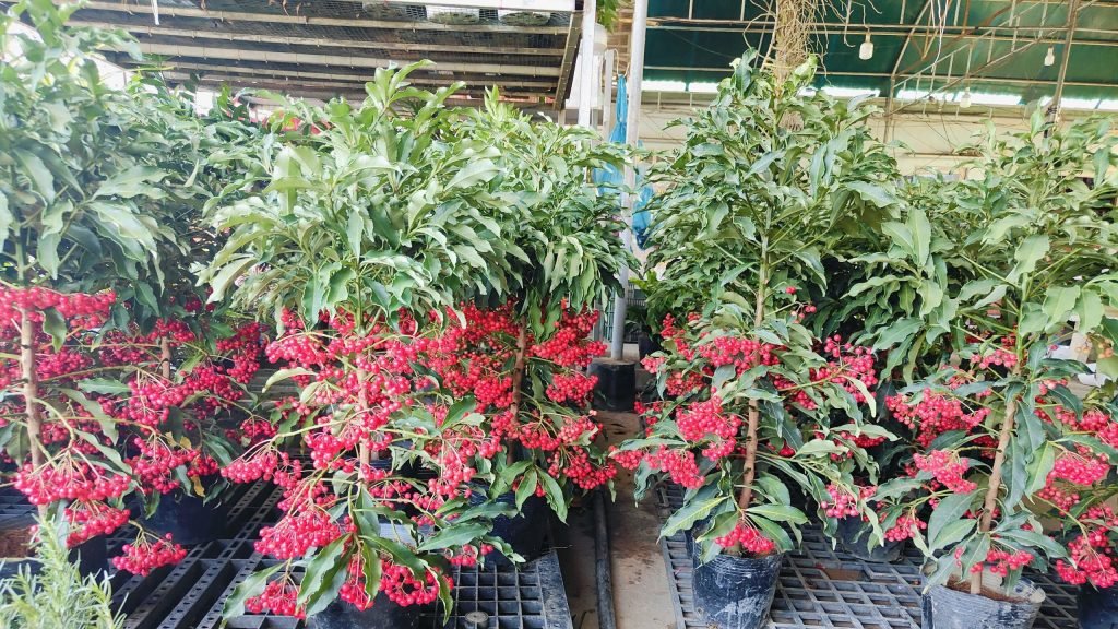 Cây Kim Ngân Lượng Lá Xanh 2
