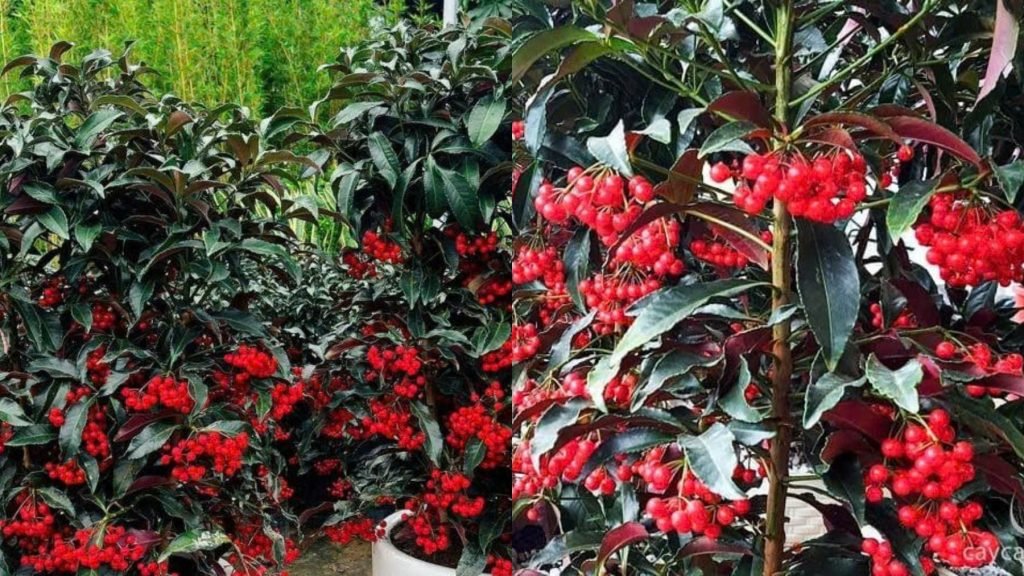 Cây Kim Ngân Lượng Lá Tím