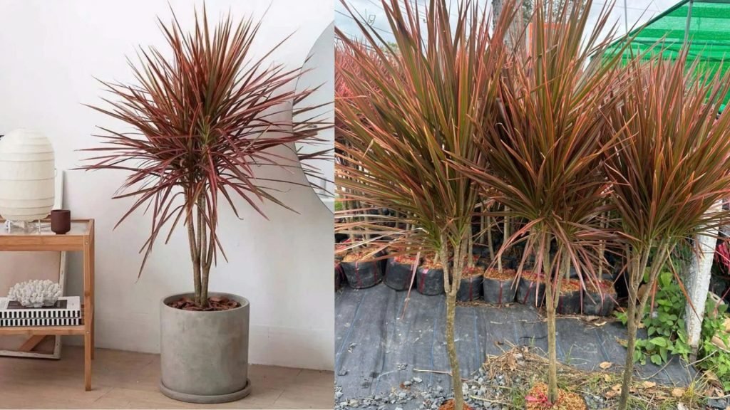Cây Huyết Dụ Kiếm 3