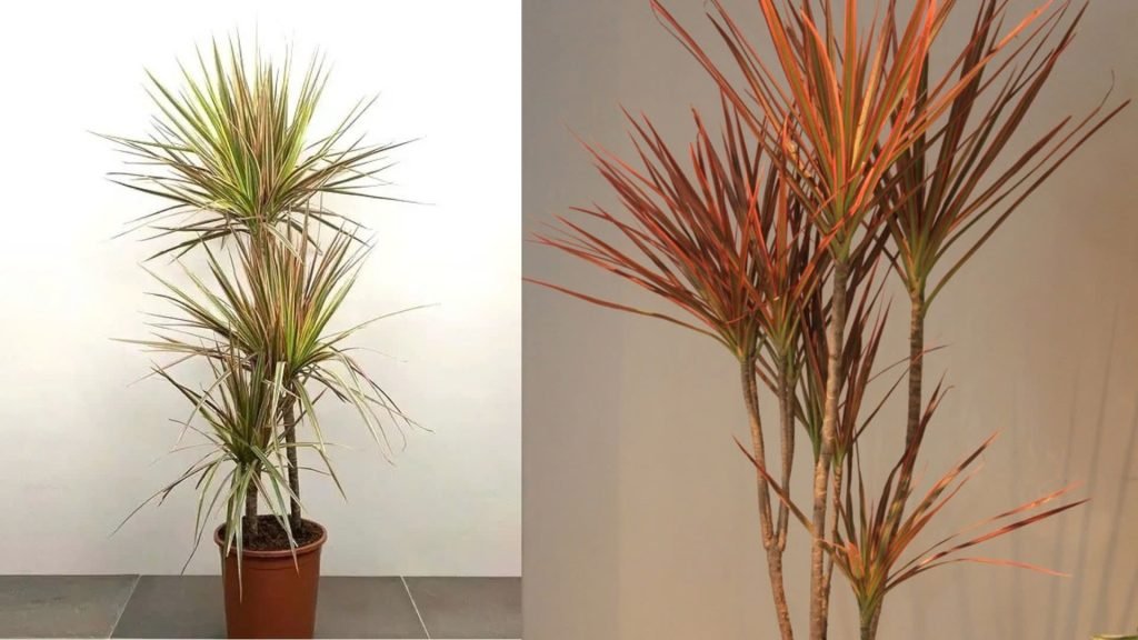 Cây Huyết Dụ Kiếm