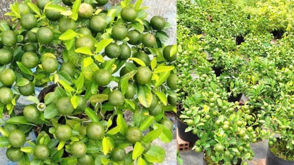 Cây Hạnh Tết (Cây Tắc) 3