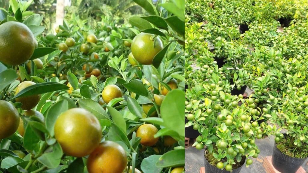 Cây Hạnh Tết (Cây Tắc)