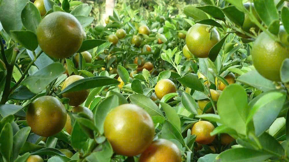 Cây Hạnh Tết (Cây Tắc) 2