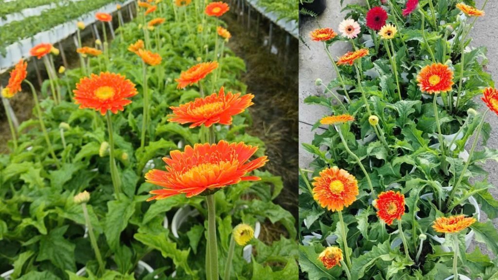 Hoa Cúc Đồng Tiền 3