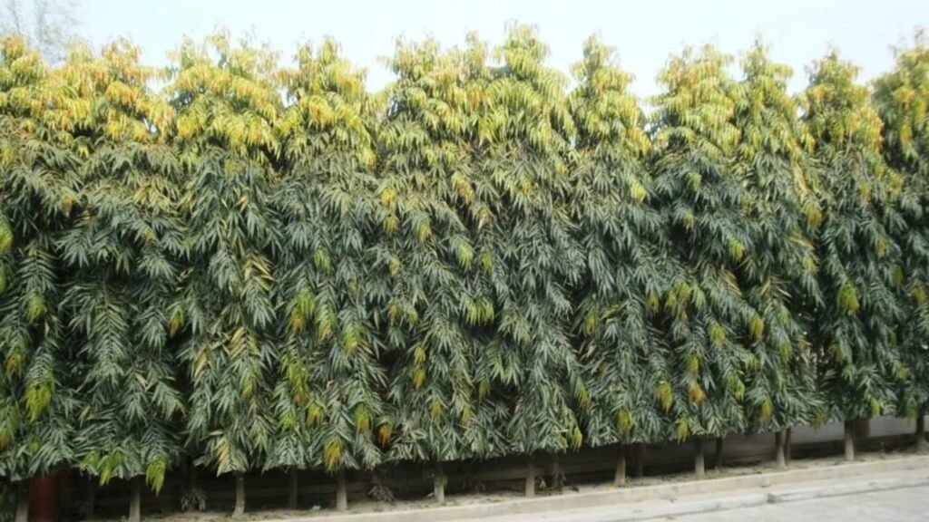 Cây Hoàng Nam 3