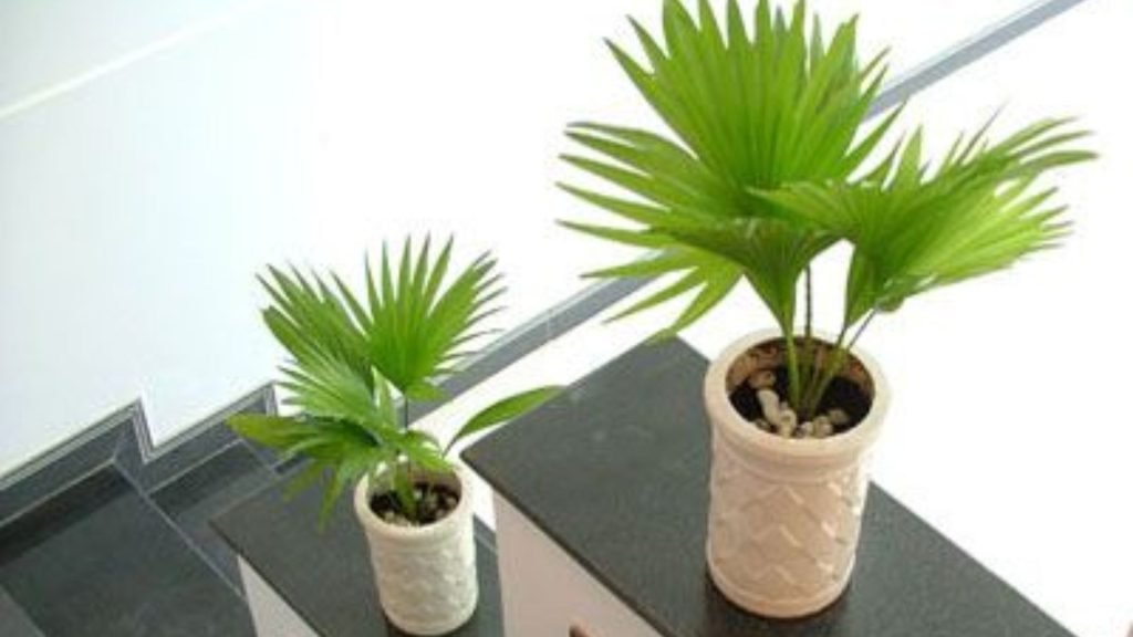 Cây Cọ Ta 2