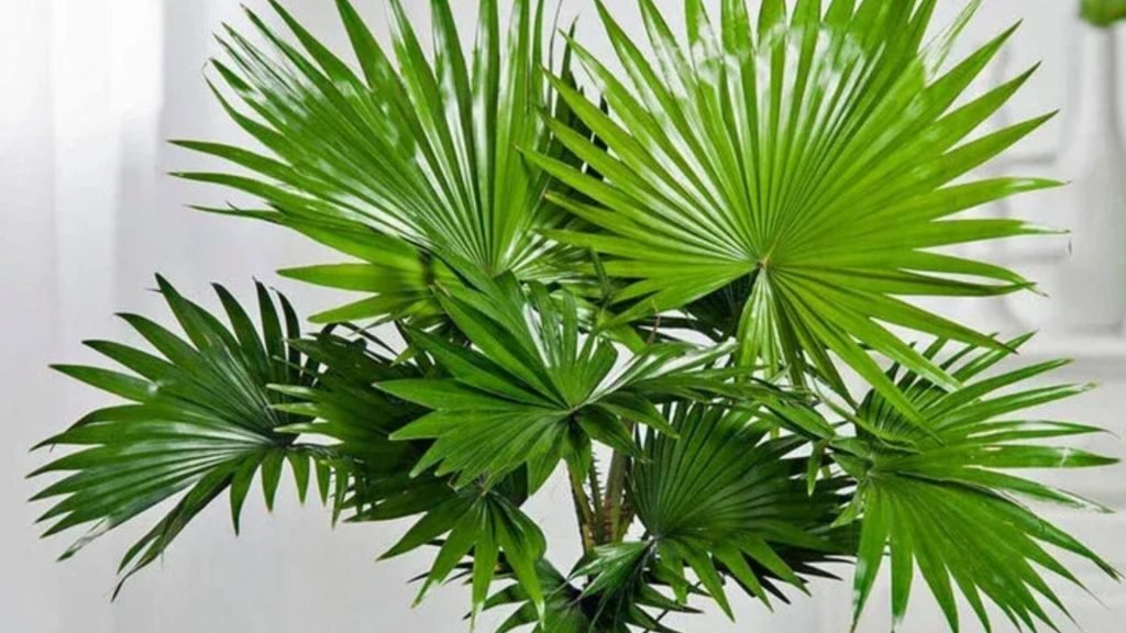 Cây Cọ Ta 3