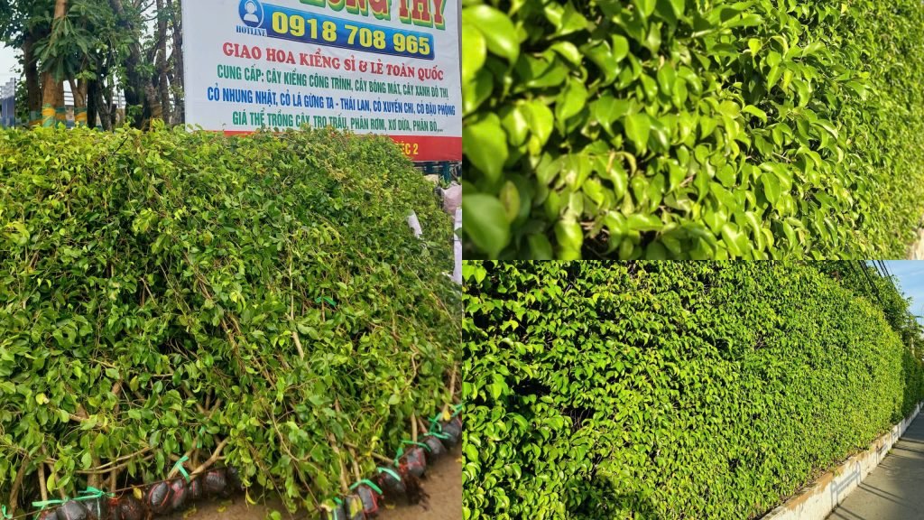 Tường Cây Sanh (Hàng rào Cây Sanh)