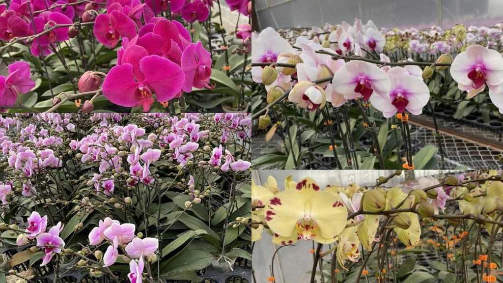 Hoa Lan Hồ Điệp