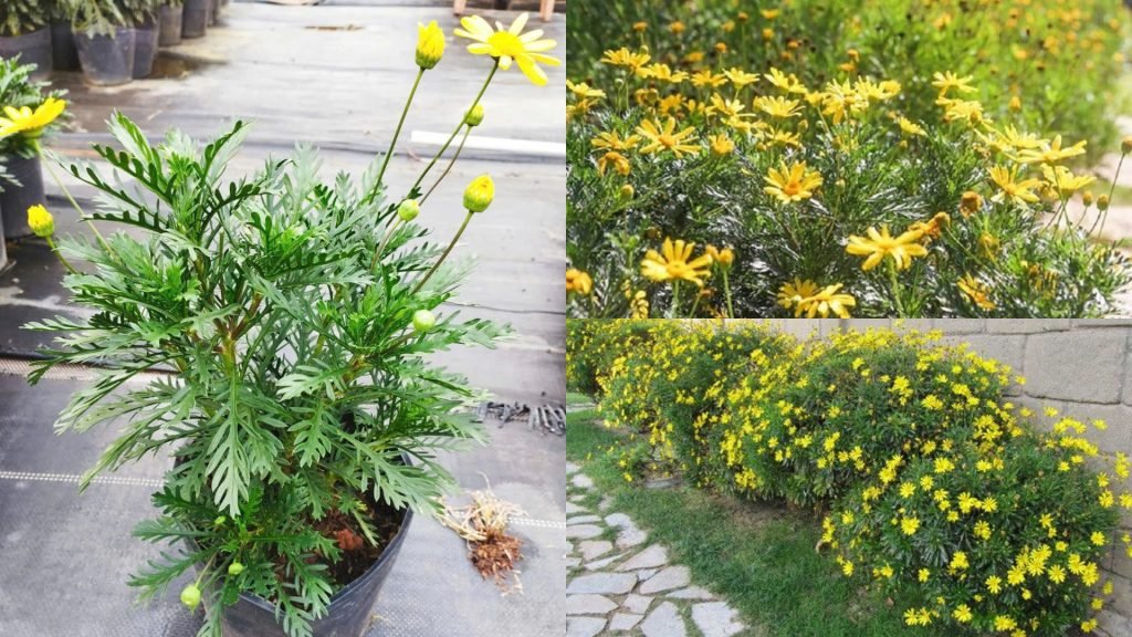 Hoa Cúc Thân Gỗ 2